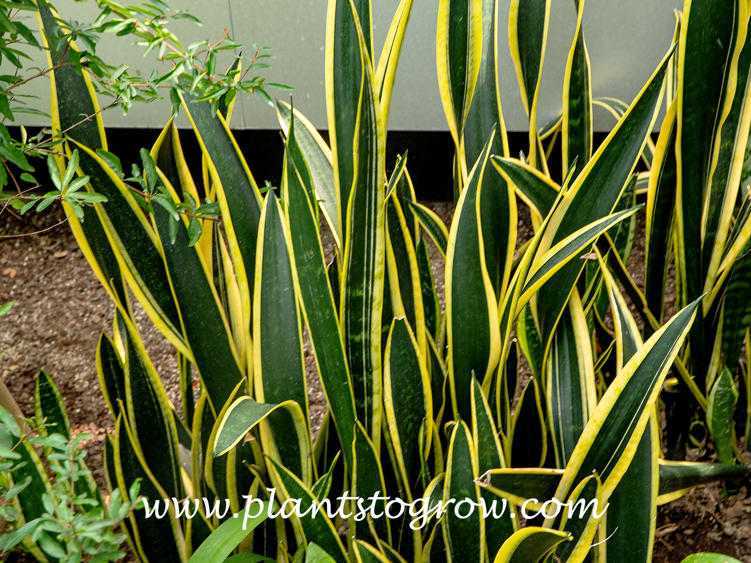 Sanseveria Black Gold (Sansevieria trifasciata)  
Black and Gold Sansevieria features a solid green center, with one of the leaves in the center displaying some of the banding characteristic of the original species plant..